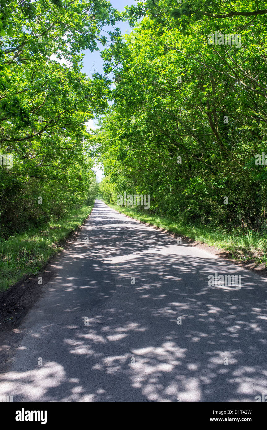 Un paese strada fiancheggiata da alberi Foto Stock