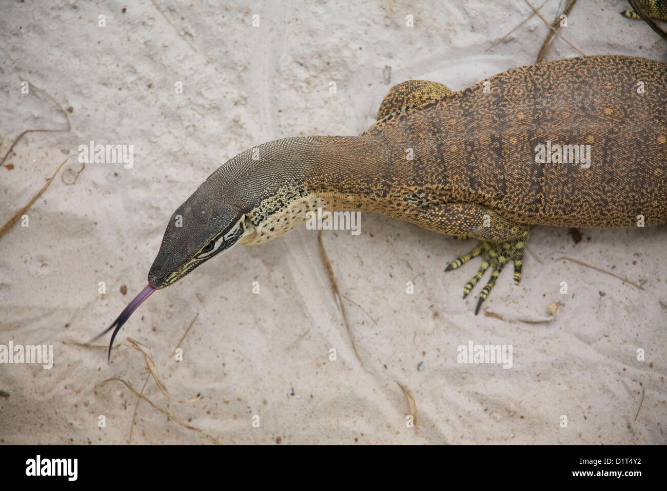Il Monitor di sabbia, talvolta chiamato Goulds Monitor o Goulds Goanna, è la più comune goanna Australiano. Foto Stock