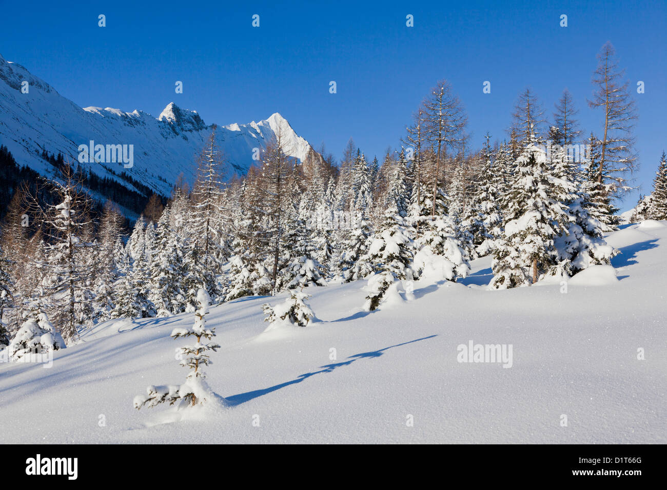 Valle Gaistal con neve profonda durante l inverno in Tirolo, Austria. Foreste di montagna con nevicato in alberi Foto Stock