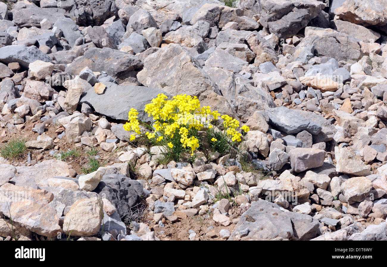 Piante Alpine crescente nelle rocce calcaree. Fuente De, Parco Nazionale Picos de Europa. Picos de Europa. Spagna Foto Stock