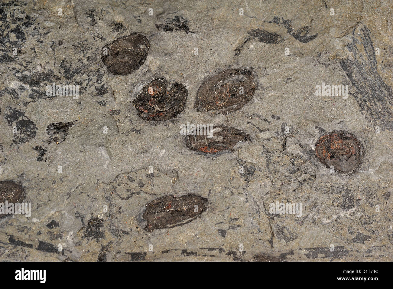 Semi di fossili, Stefaniano Età, Carbonifero francese Foto Stock