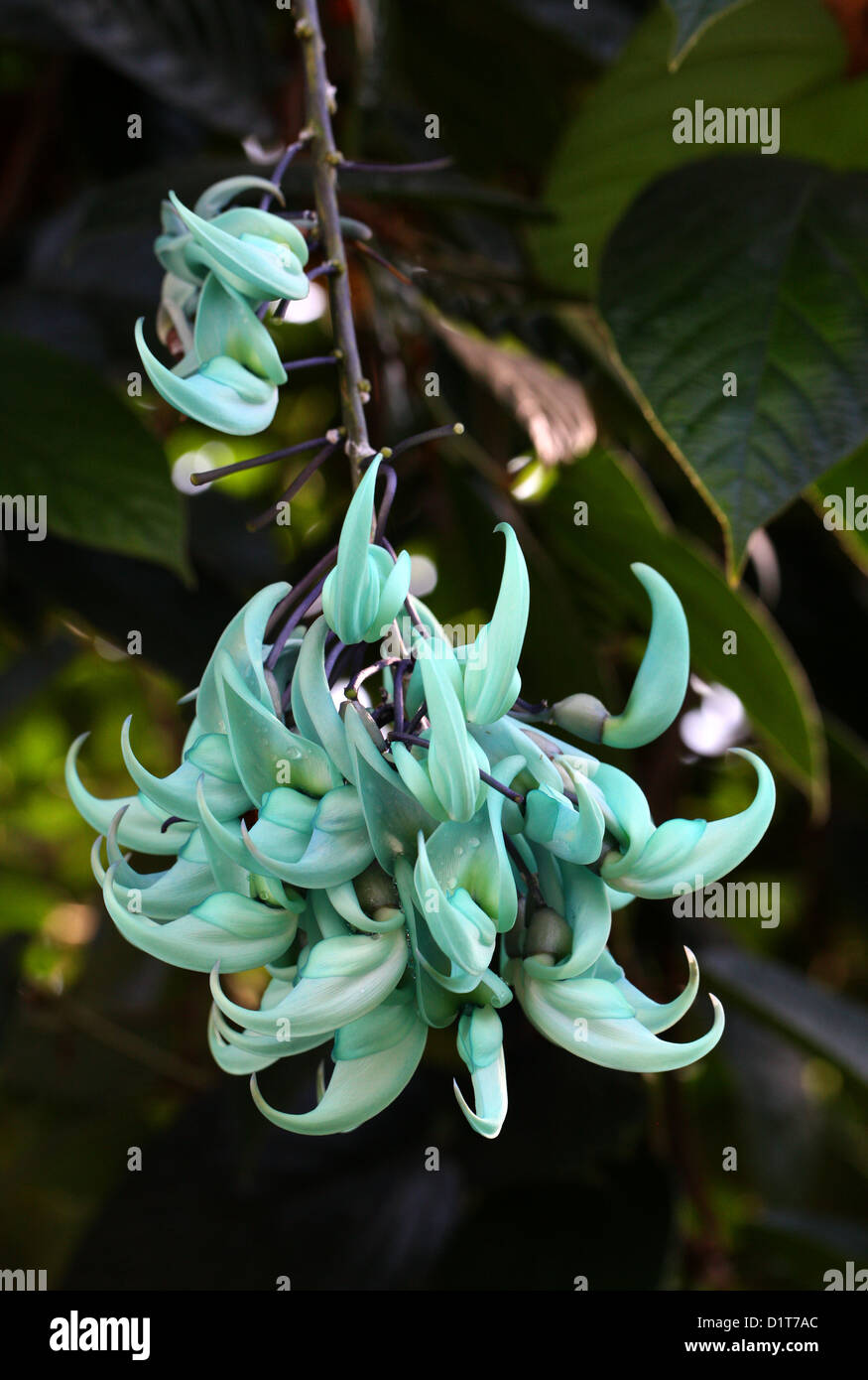 Il Jade Vine Strongylodon macrobotrys, Fabaceae, Filippine, Sud-est asiatico. Foto Stock