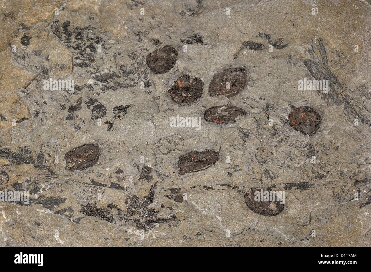 Semi di fossili, Stefaniano Età, Carbonifero francese Foto Stock