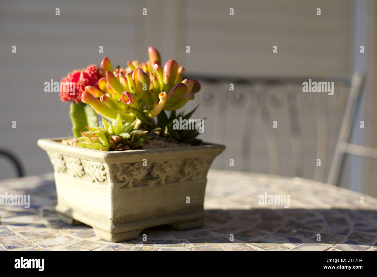 Cactus fioriti in piantatrice stampato Foto Stock
