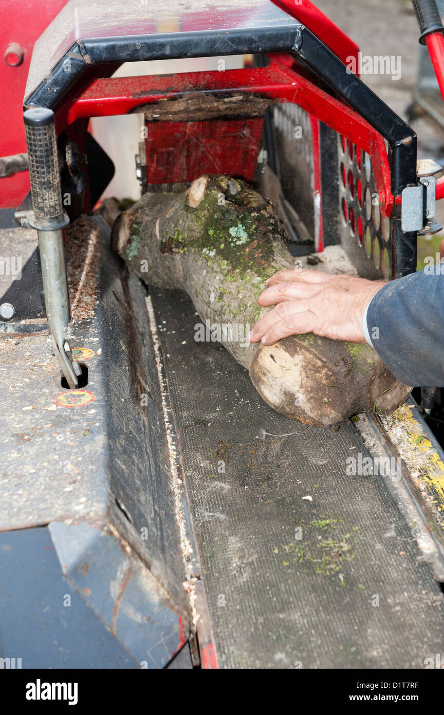 Forestazione legname di caricamento su una registrazione e banco di splitter. Foto Stock