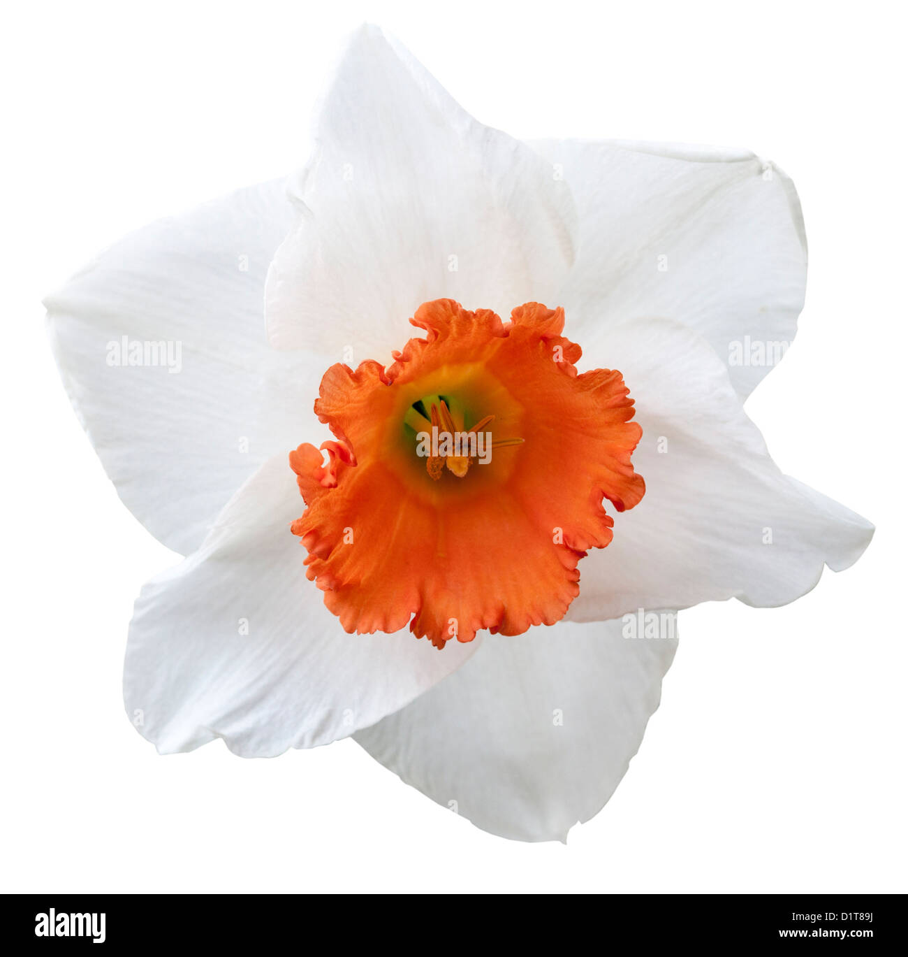 Bella daffodil isolata contro uno sfondo bianco con percorso di clipping incluso nel file. Foto Stock