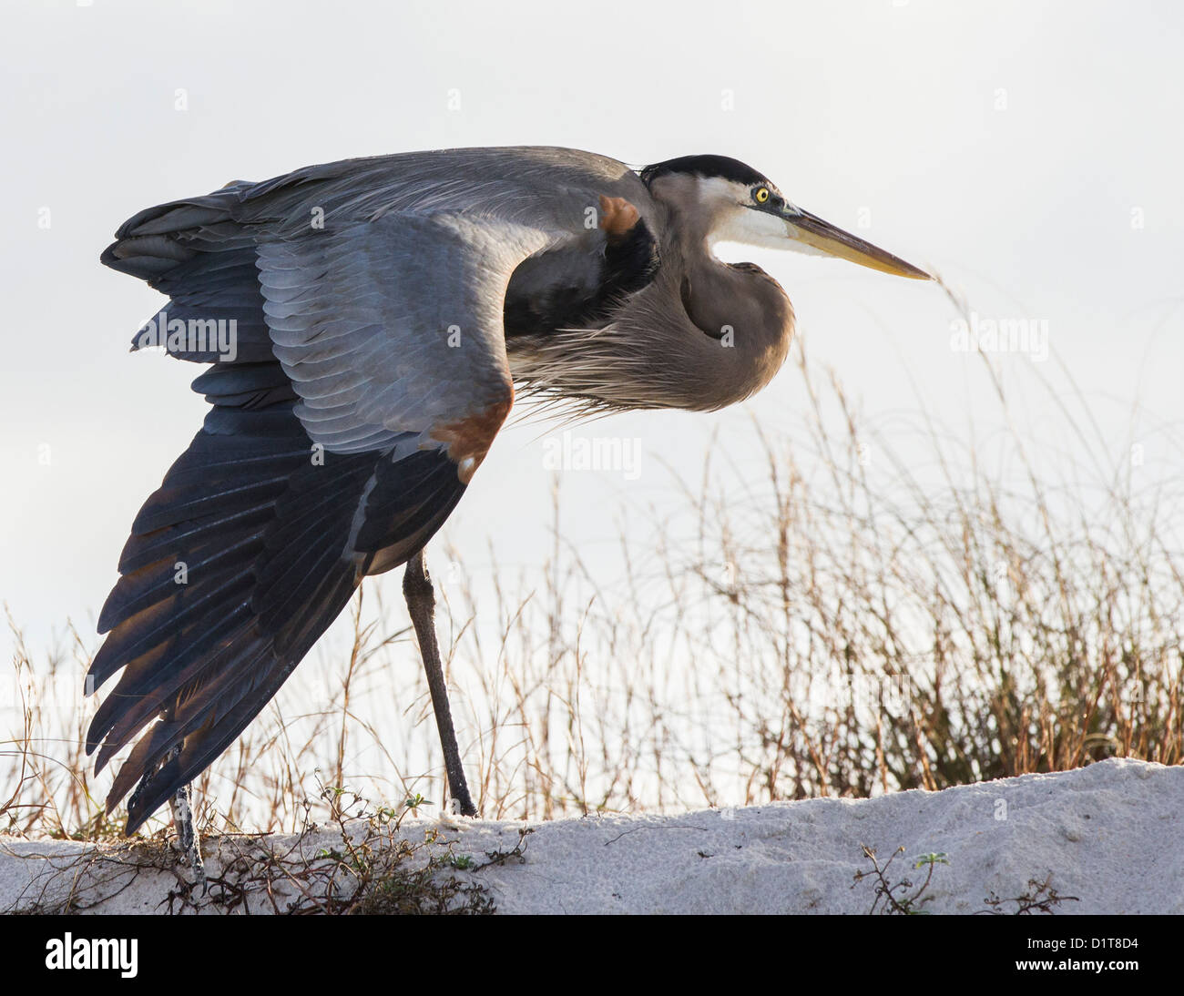 Ritratto di un airone blu con un ala estesa presa sulla spiaggia. Foto Stock