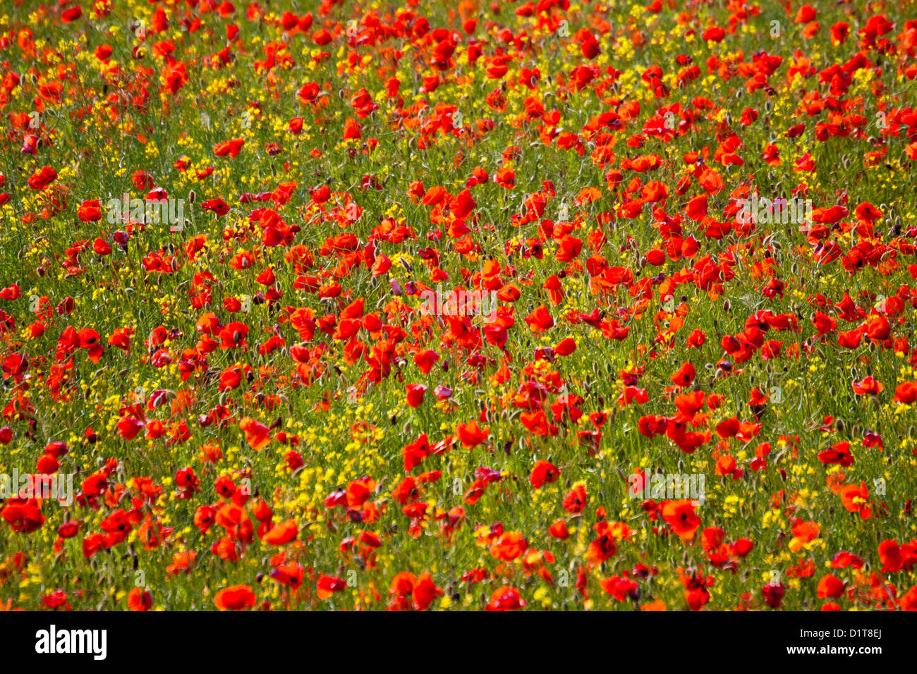 L'Europa, Italia, Toscana. I campi di papavero in piena fioritura Foto Stock