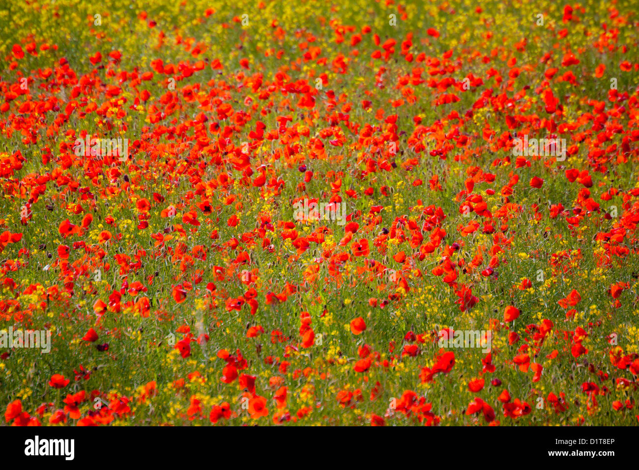 L'Europa, Italia, Toscana. I campi di papavero in piena fioritura Foto Stock