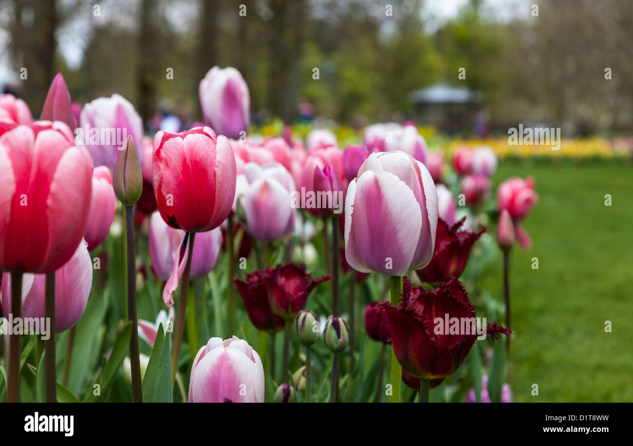 Olandese giardino di fiori con vari tipi di trionfo tulipani e Ala Rossa orlata tulipani. Foto Stock