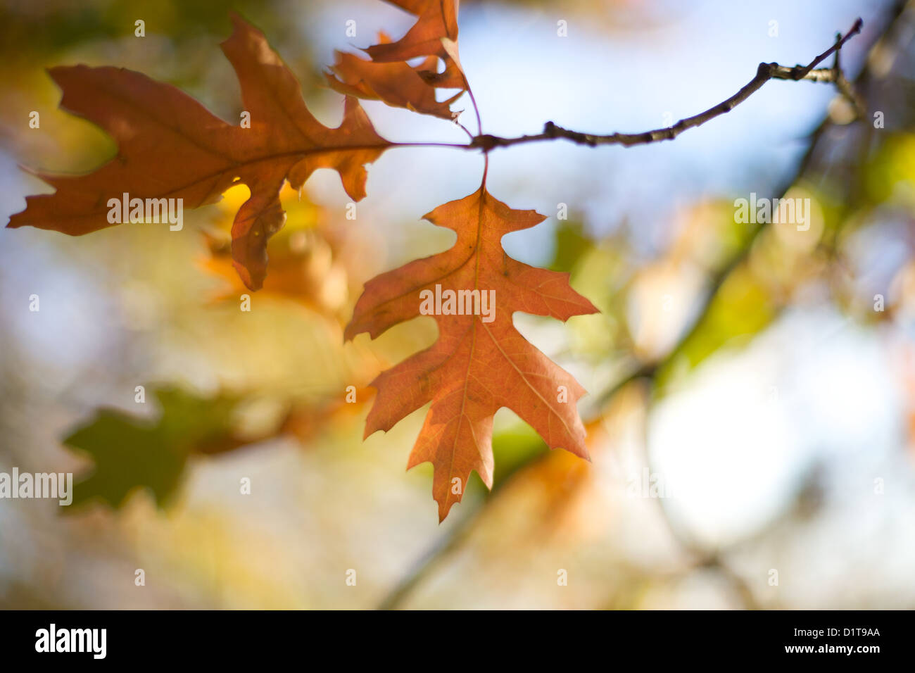 Verde e marrone in autunno di foglie di quercia sulla struttura ad albero con cielo blu sullo sfondo Foto Stock