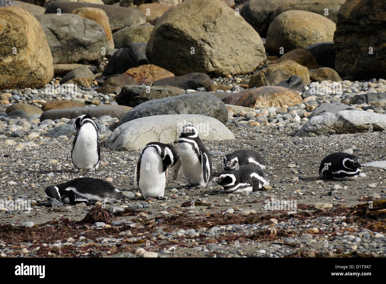 I pinguini di Magellano sulle rive del Otway Sound, Patagonia, Cile Foto Stock