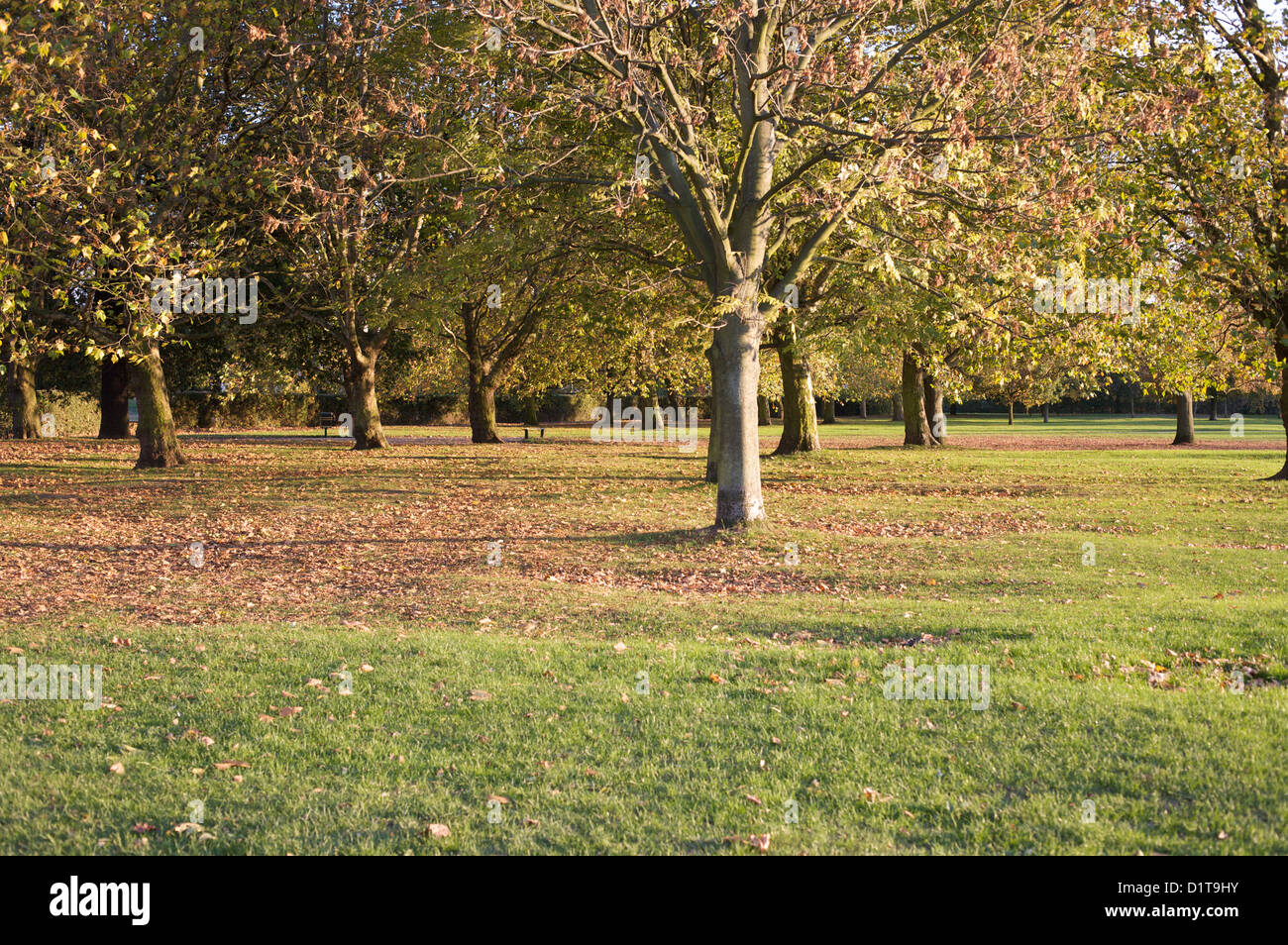 Alberi in un parco con un luminoso sole autunnale e lascia sull'erba Foto Stock