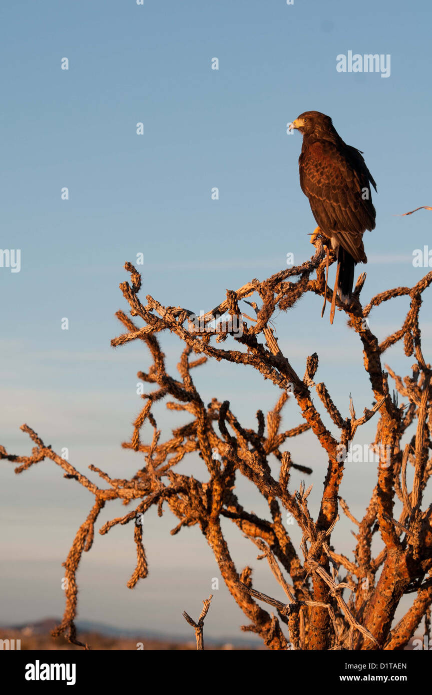 Harris hawk (parabuteo unicinctus) su Ocotillo cactus Foto Stock
