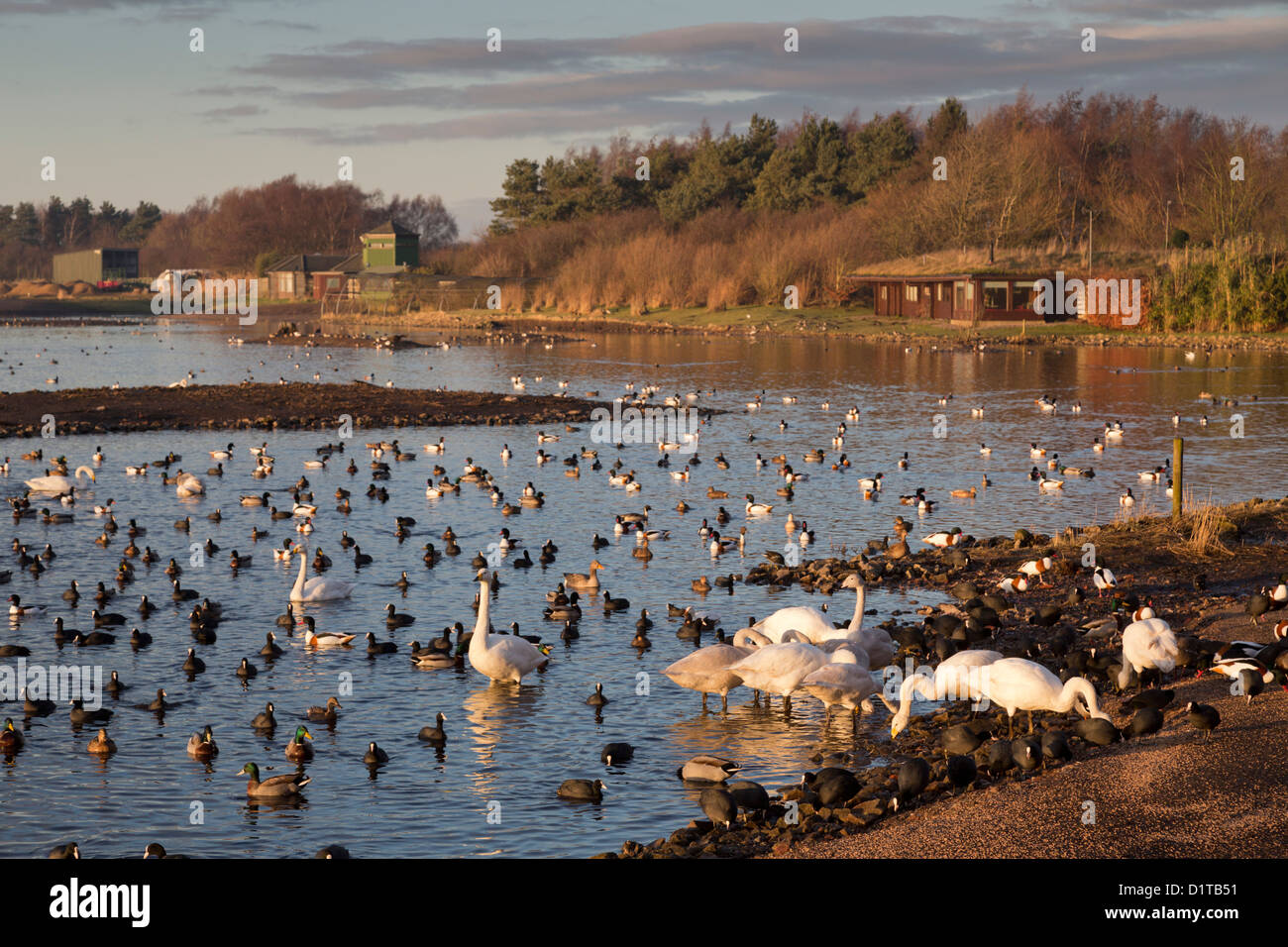 Martin puro; Wildfowl and Wetlands Trust; Regno Unito Foto Stock