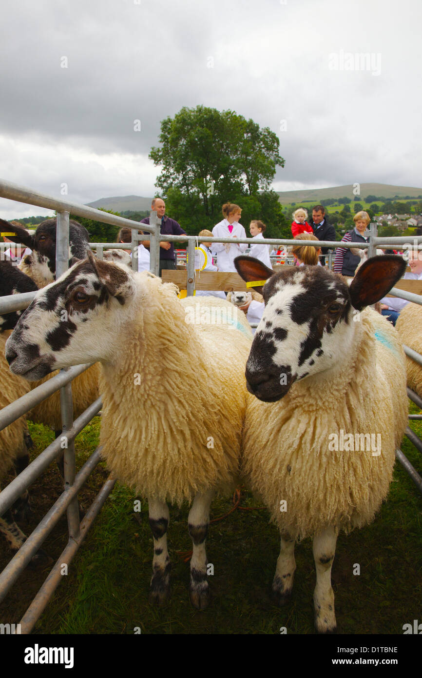 Due pecore in penna a Hesket Newmarket Società Agricola Visualizza Cumbria, Inghilterra. Regno Unito, Gran Bretagna Foto Stock