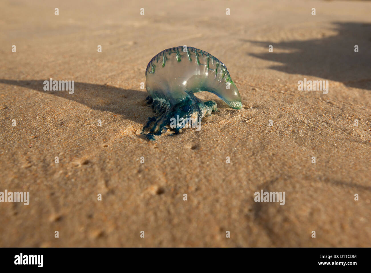 Un Bluebottle, o uomo portoghese O' guerra, si è incagliata su una spiaggia. Foto Stock