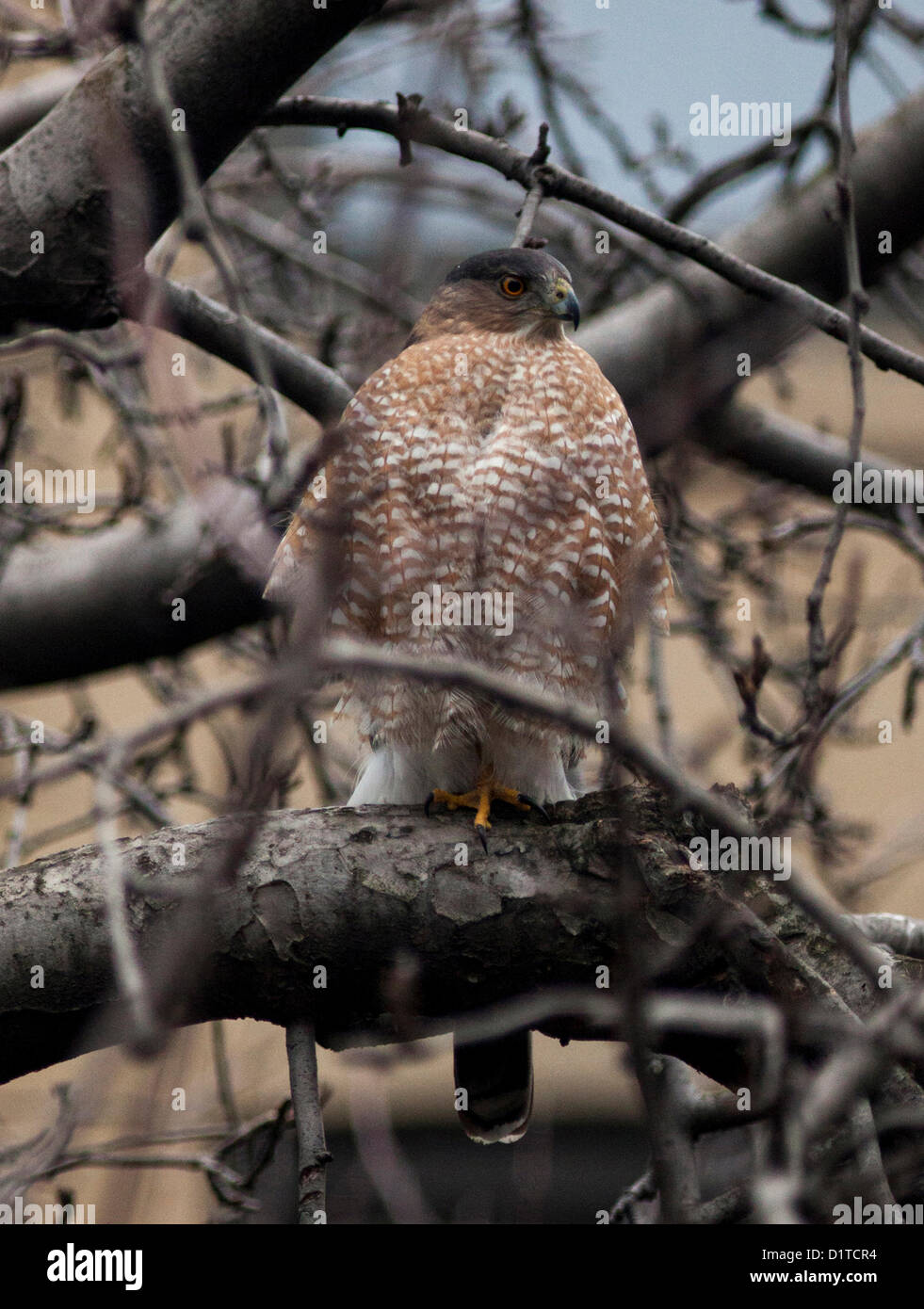 BROOKLYN, 4 gennaio 2013: un rosso-tailed hawk riposa in un albero di mele come scout per il cibo di Brooklyn, New York. Falchi Red-Tailed feed su ratti e Piccioni. Foto Stock