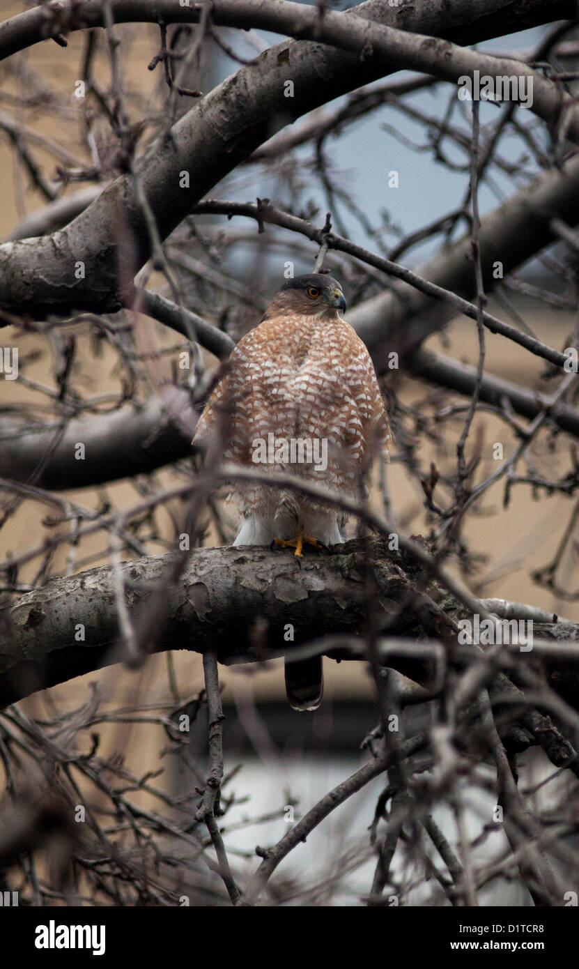 BROOKLYN, 4 gennaio 2013: un rosso-tailed hawk riposa in un albero di mele come scout per il cibo di Brooklyn, New York. Falchi Red-Tailed feed su ratti e Piccioni. Foto Stock