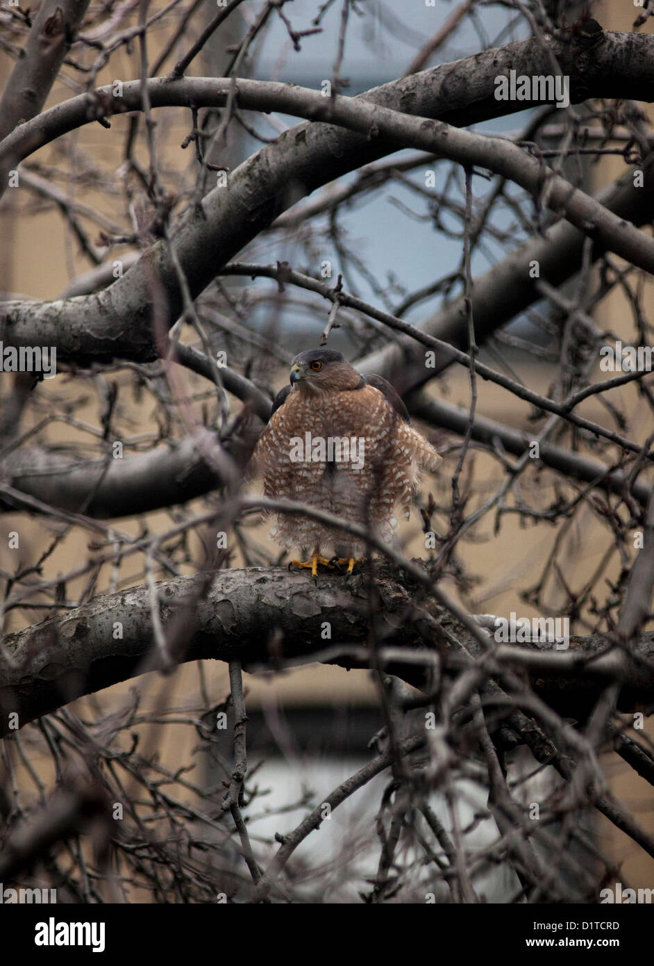 BROOKLYN, 4 gennaio 2013: un rosso-tailed hawk riposa in un albero di mele come scout per il cibo di Brooklyn, New York. Falchi Red-Tailed feed su ratti e Piccioni. Foto Stock