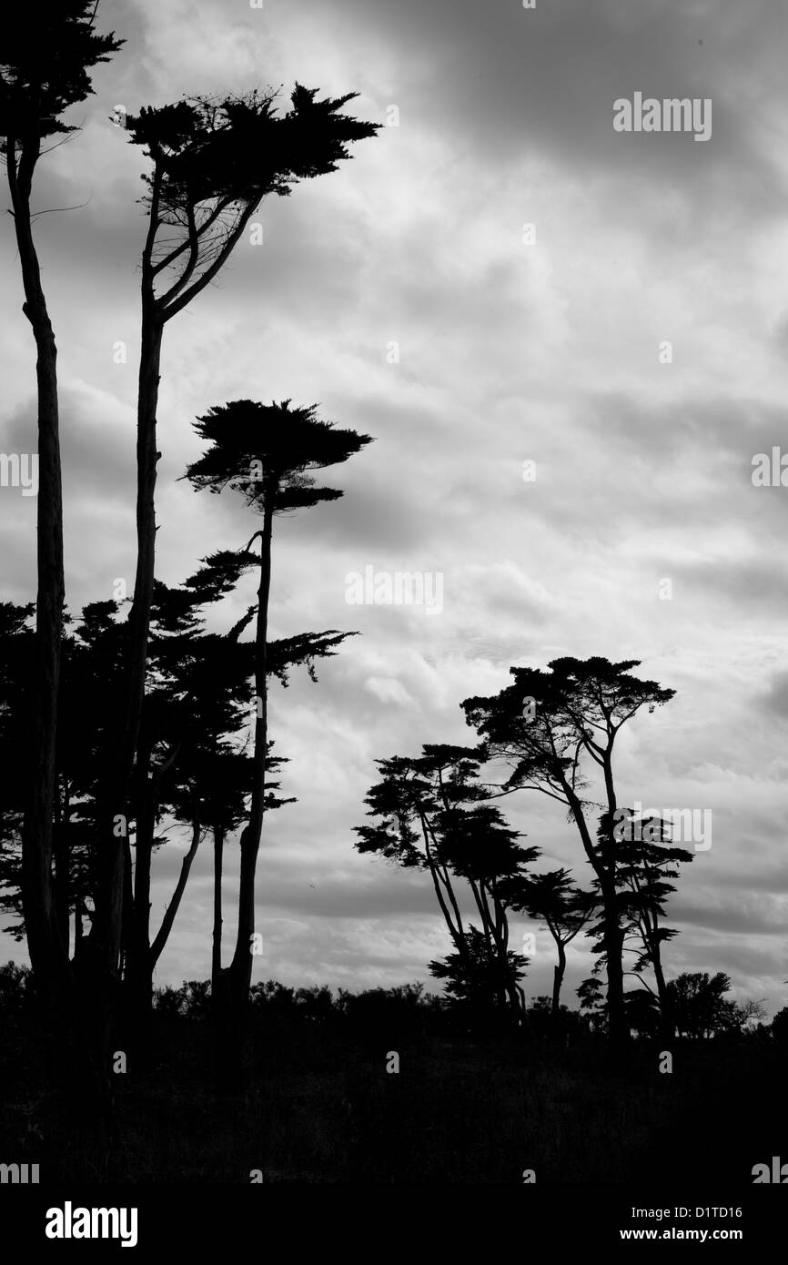 Bianco e nero silhouette verticale della spiaggia di alti alberi ondeggianti nel vento. Foto Stock