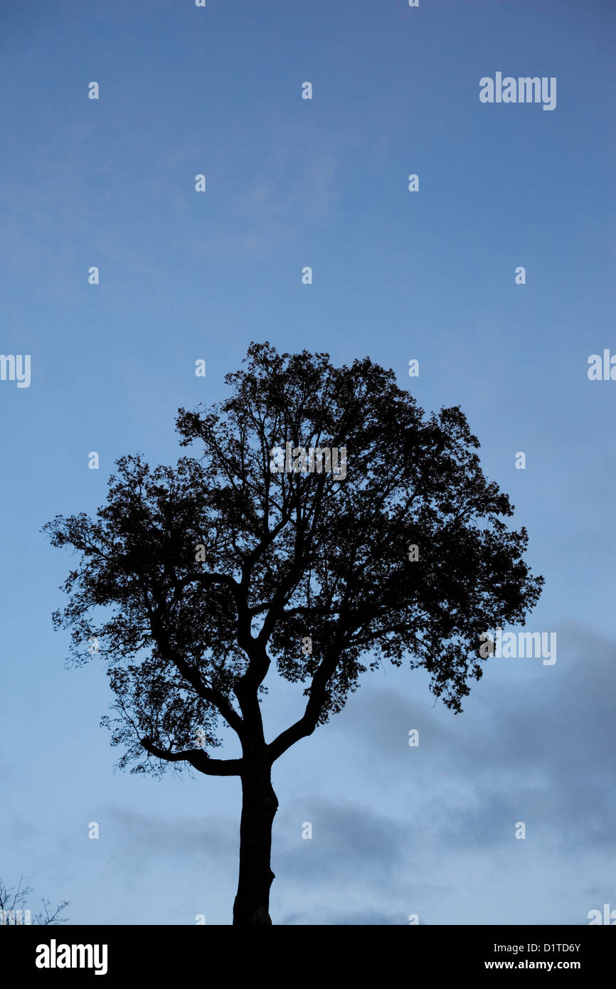 Silhouette di un albero alto contro il nitido cielo blu. Foto Stock