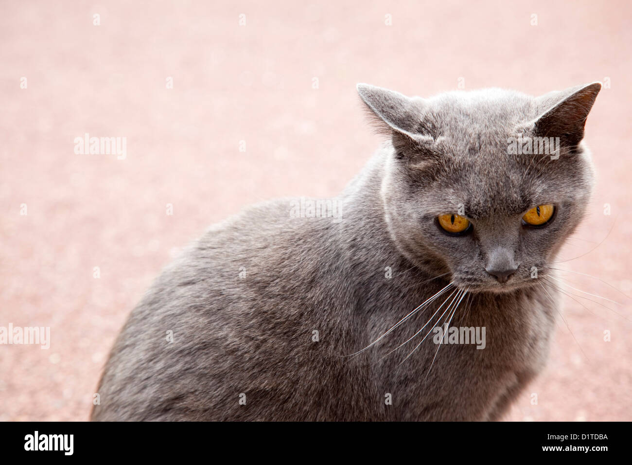 Un ritratto a colori di un gatto grigio con gli occhi gialli seduto contro un tono rosso sfondo. Foto Stock