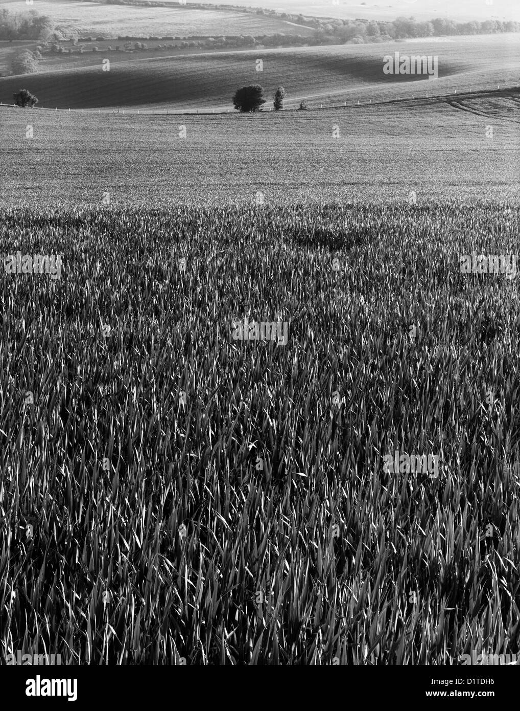 Bianco e Nero Sussex wheatfield,l'estate,in bianco e nero Foto Stock
