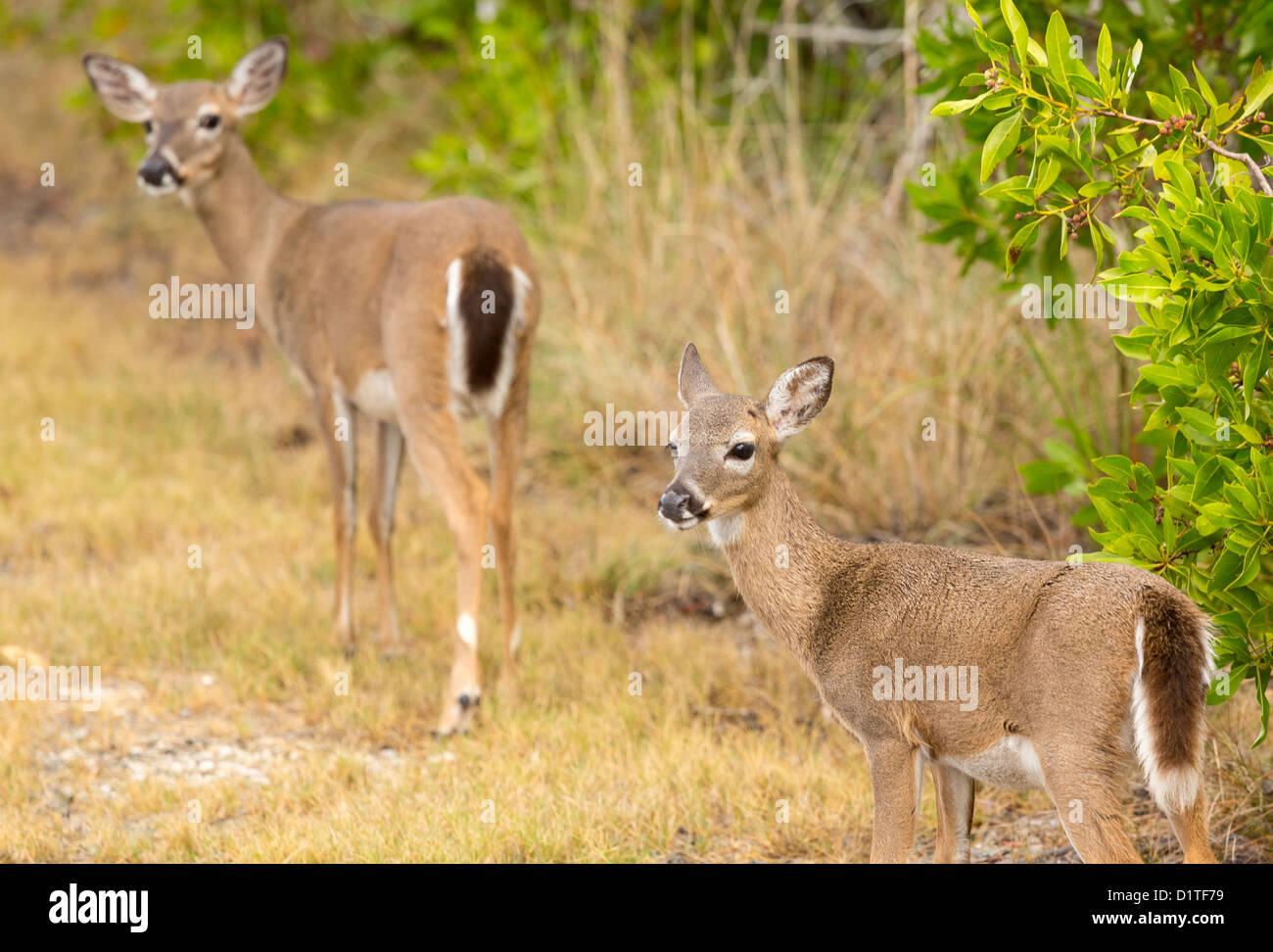 In via di estinzione e rare Key Deer Fawn in boschi in Big Pine Key su Florida Keys Foto Stock