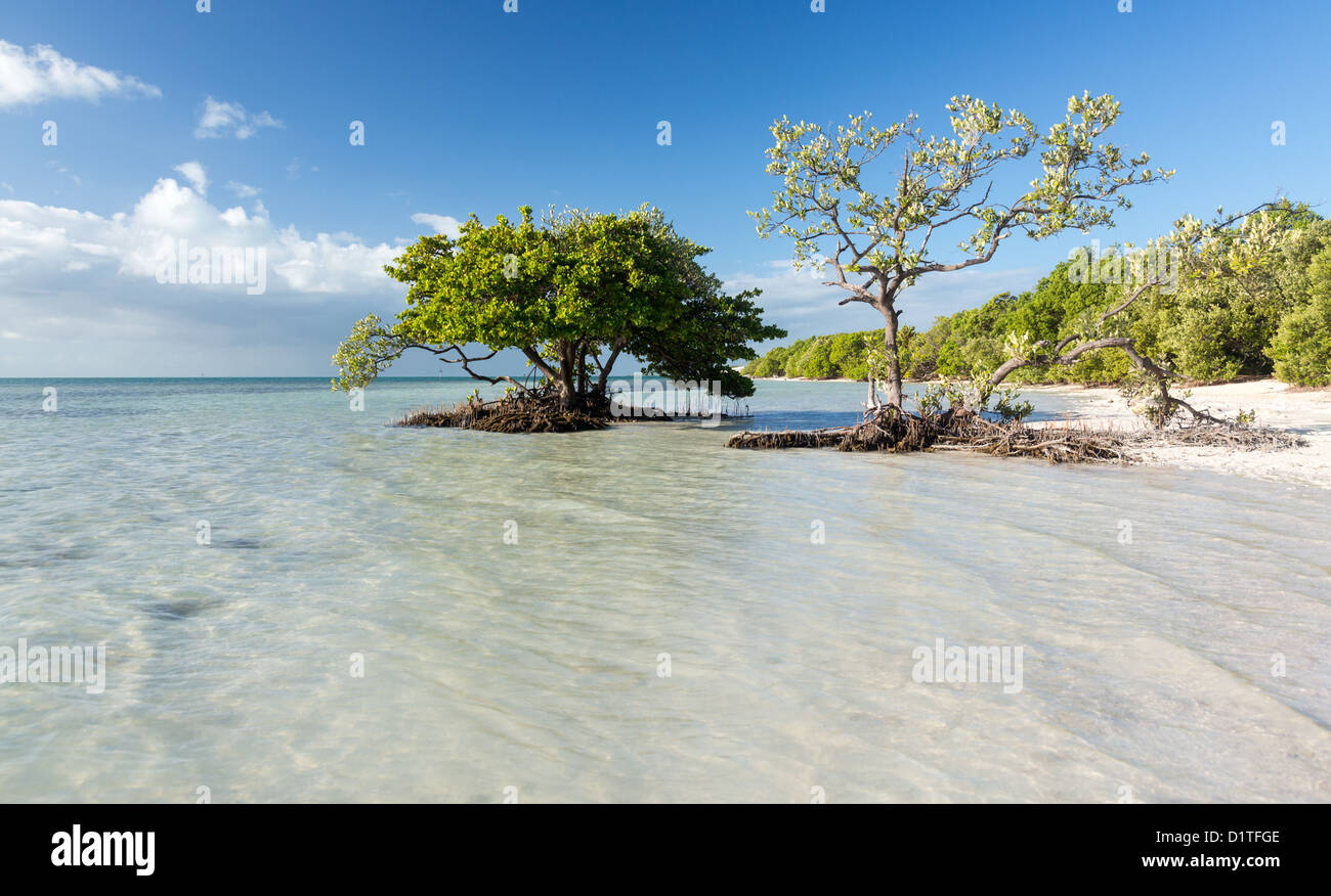 Spiaggia della Florida, Anne's Beach in Florida Keys, STATI UNITI D'AMERICA Foto Stock