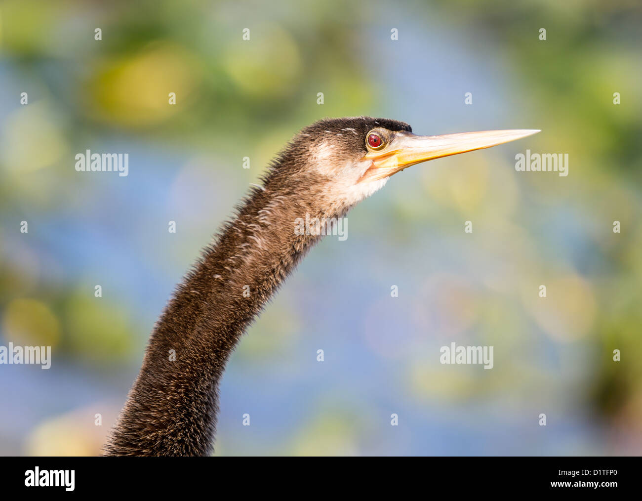 Anhinga retroilluminato bird con close up di testa e gli occhi rossi in Everglades della Florida Foto Stock