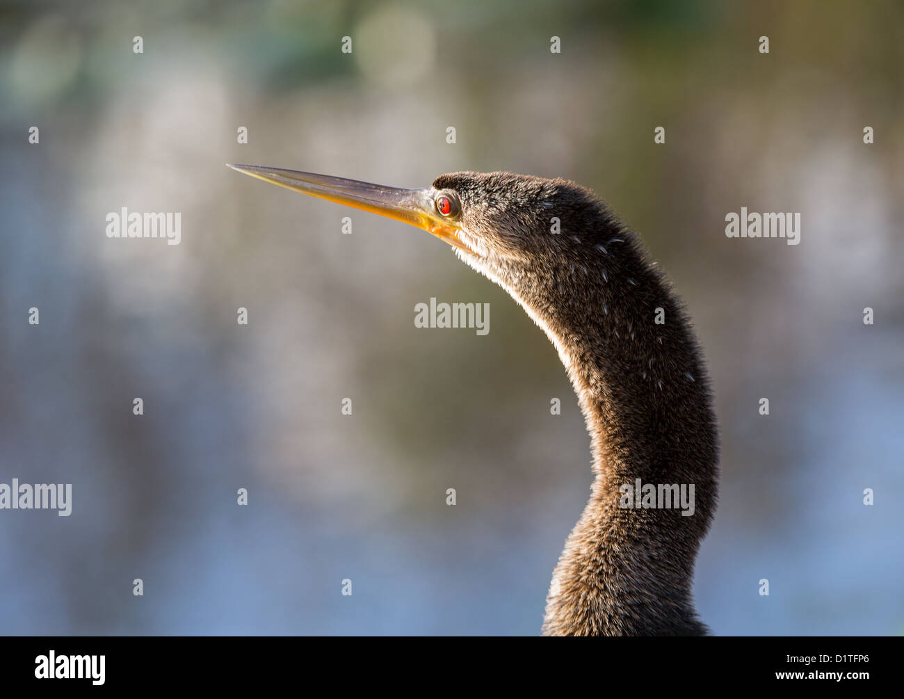 Anhinga retroilluminato bird con close up di testa e gli occhi rossi in Everglades della Florida Foto Stock