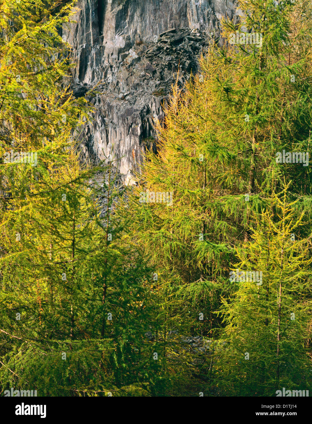 La molla fogliame di larici europeo visto contro la roccia di una cava in disuso nel Lake District inglese Foto Stock