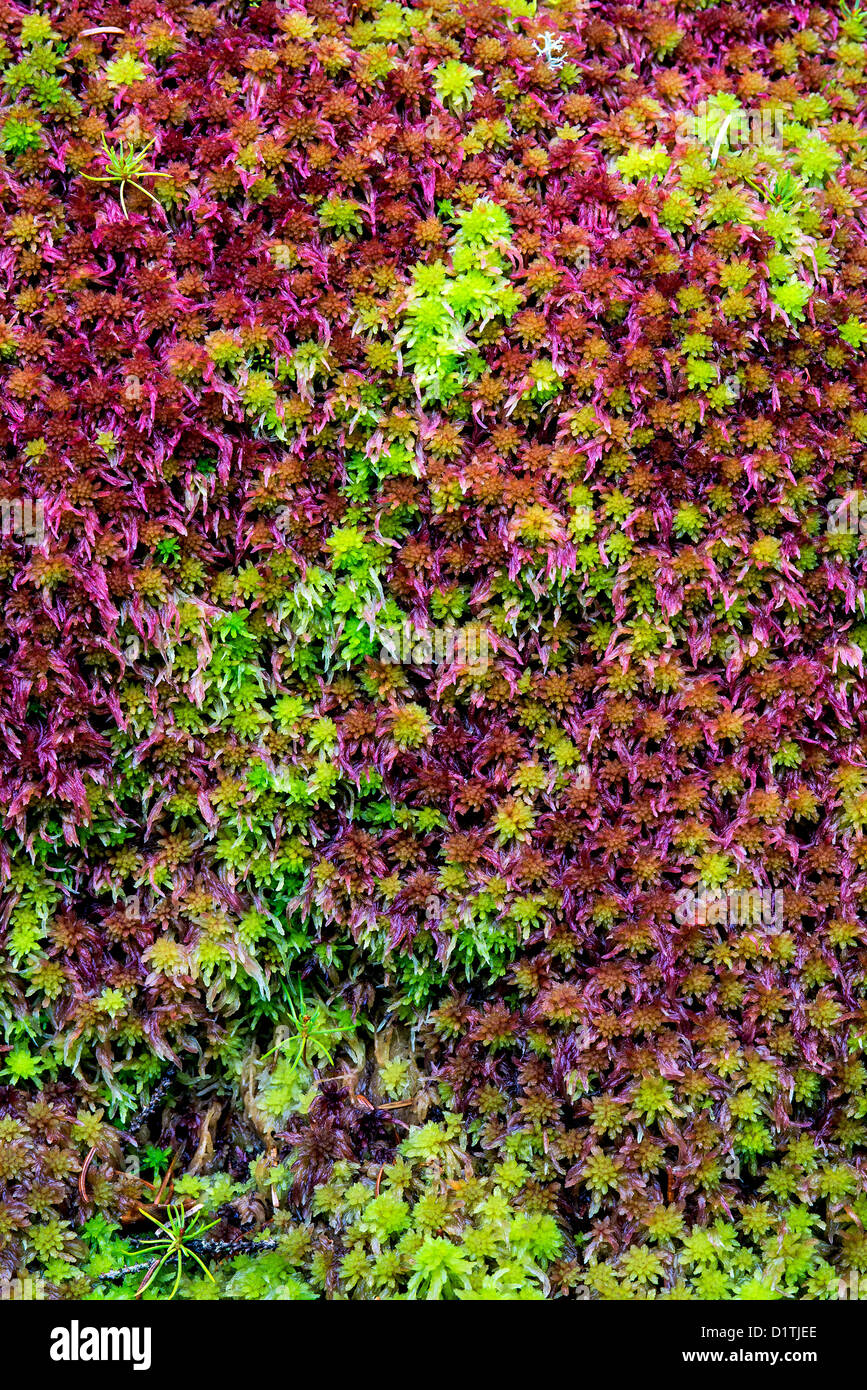 Moss, Mt isola deserta, Maine Foto Stock
