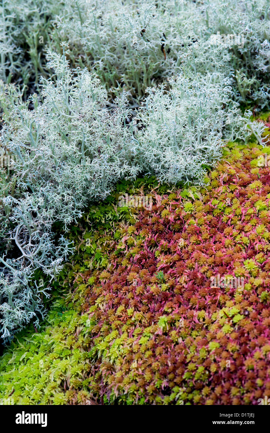 Moss, Mt isola deserta, Maine Foto Stock