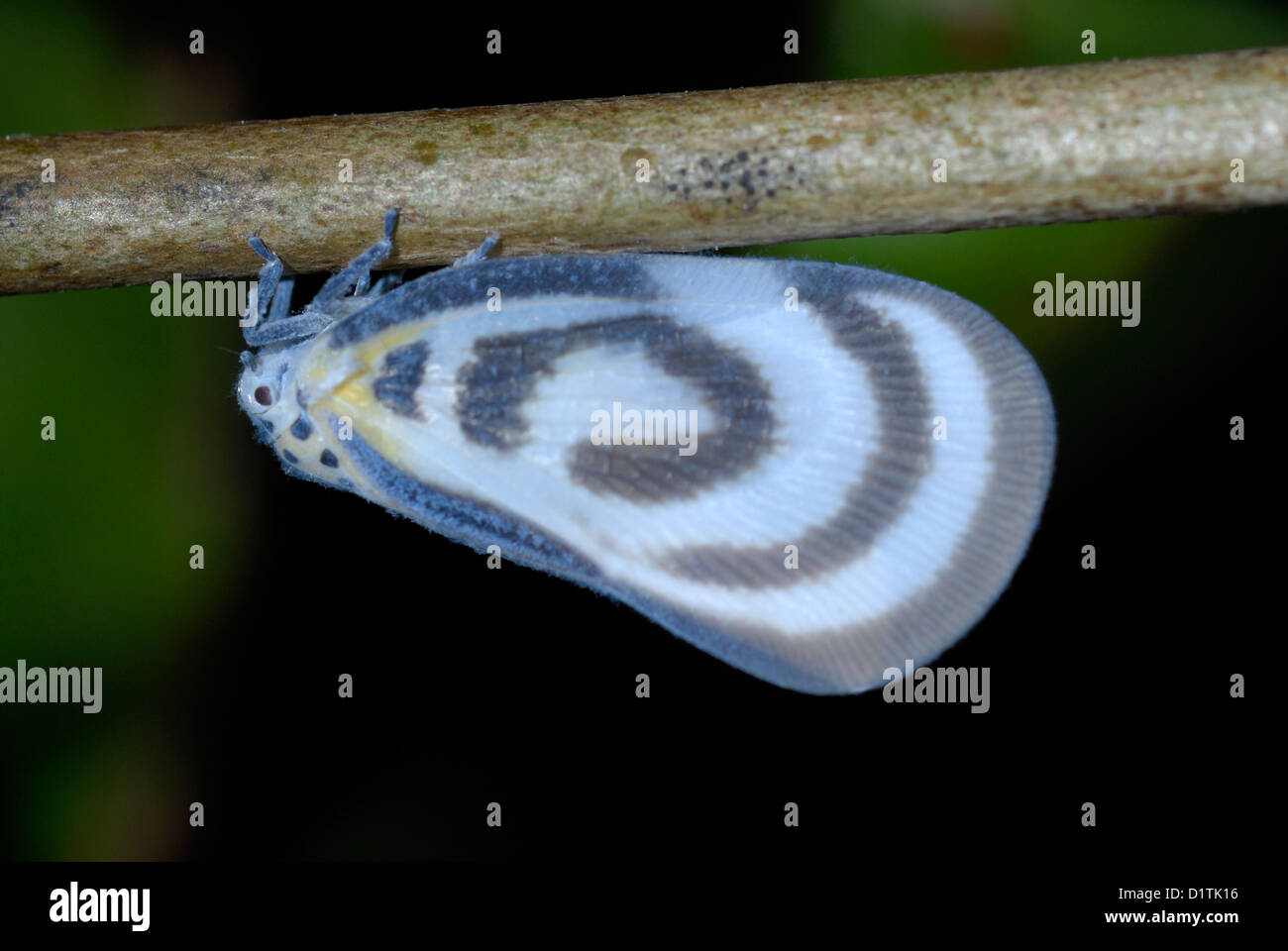 Flatid esotici Bug (Fulgoridae sp.) su un albero da frutto in Thailandia Foto Stock