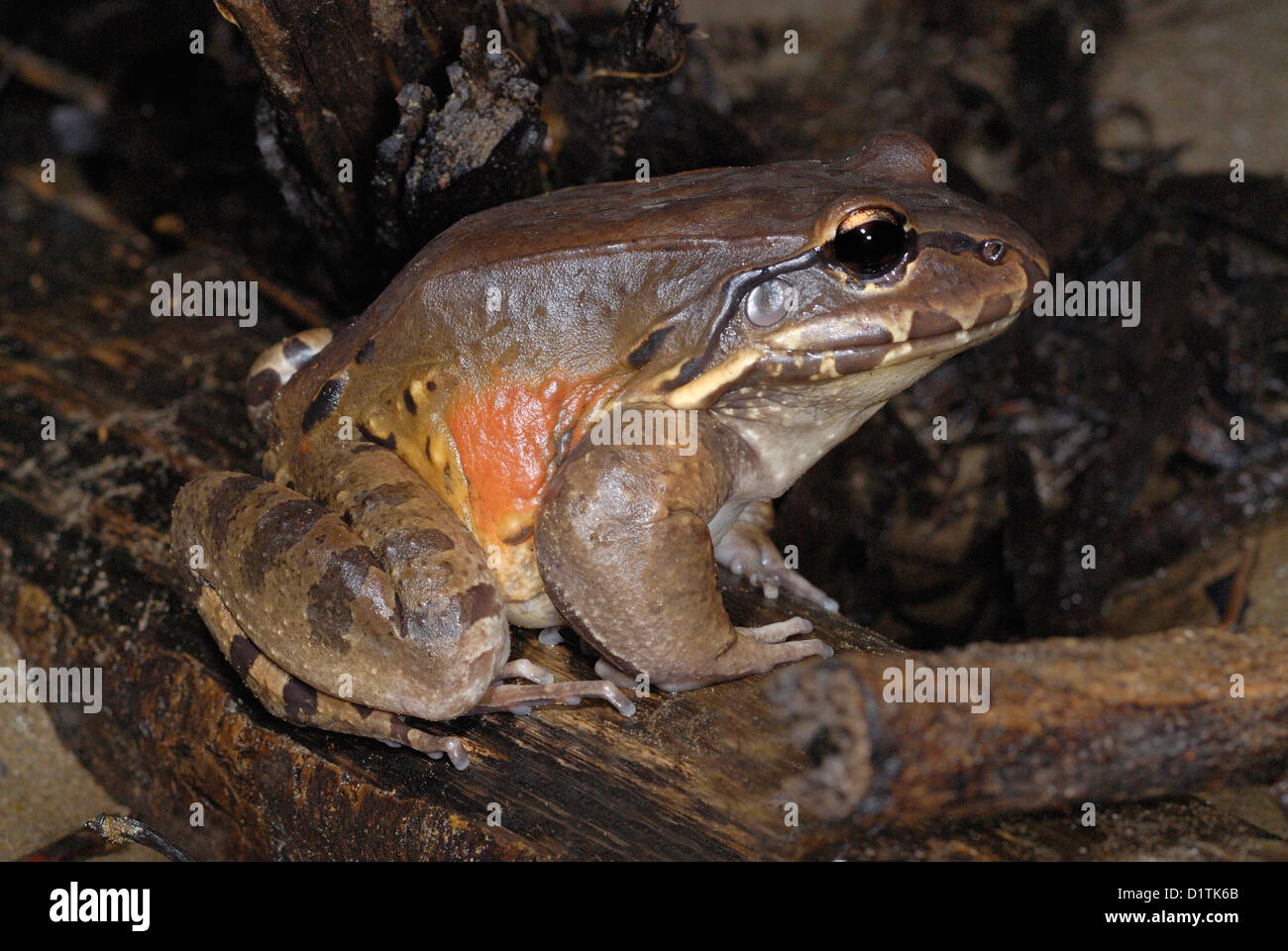 Smokey Jungle Frog (Leptodactylus pentadactylus) nella foresta pluviale del Costa Rica. Foto Stock