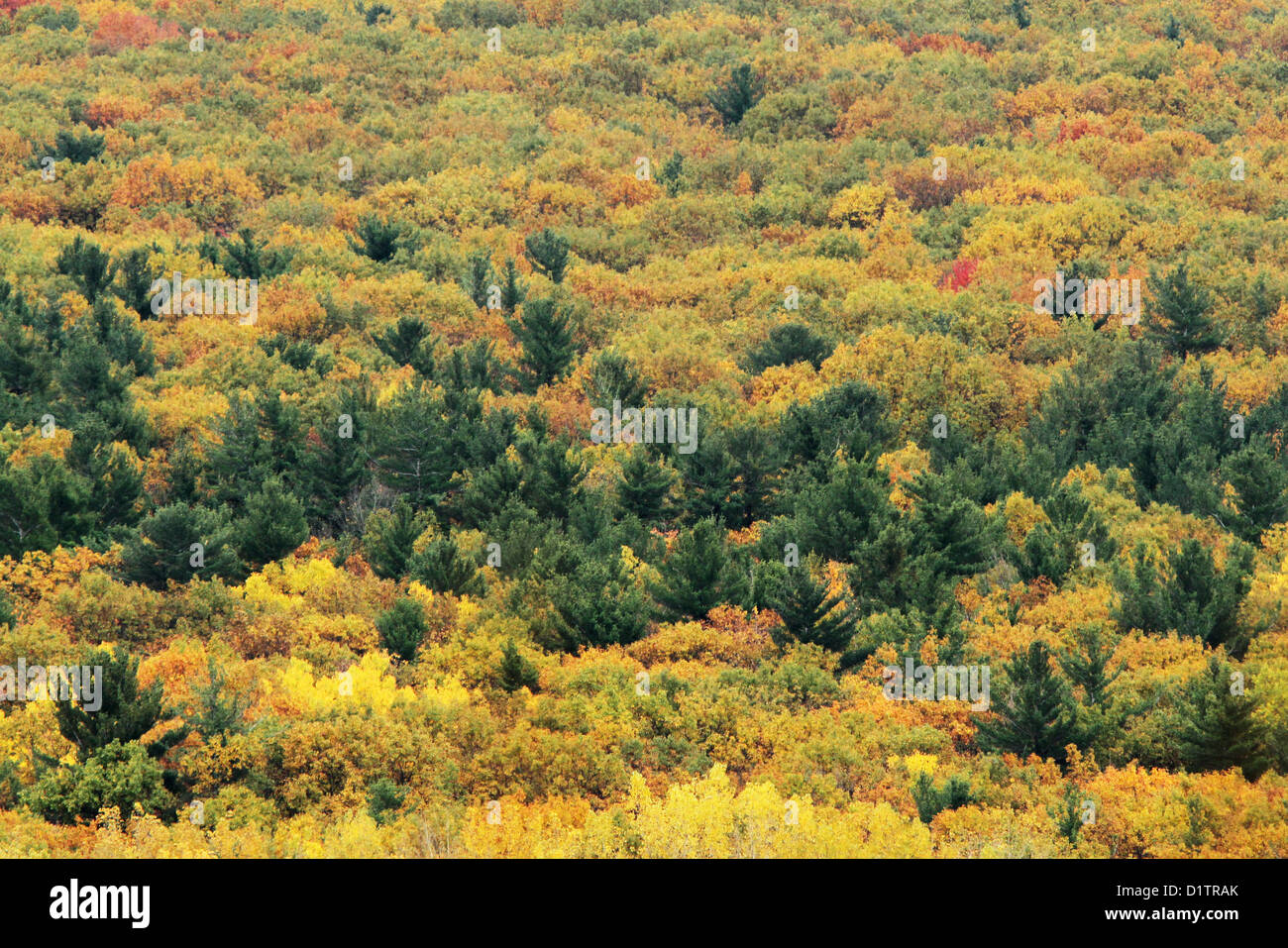 La temperata foresta nel tardo October-Oka Park-Canada nazionale Foto Stock