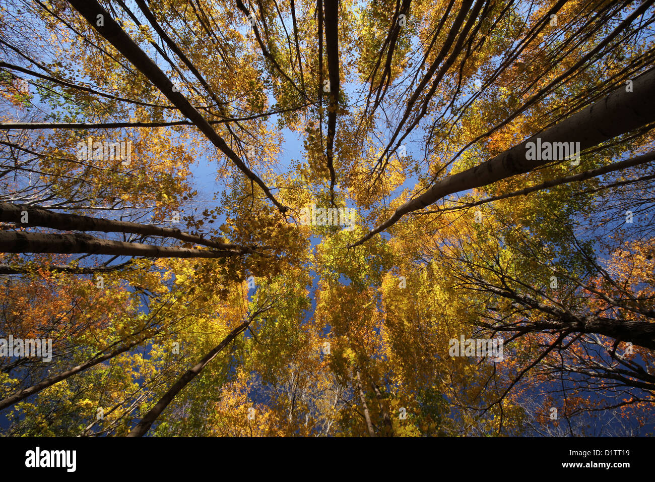 Foresta di faggio in autunno, ampio angolo di visualizzazione. Foto Stock