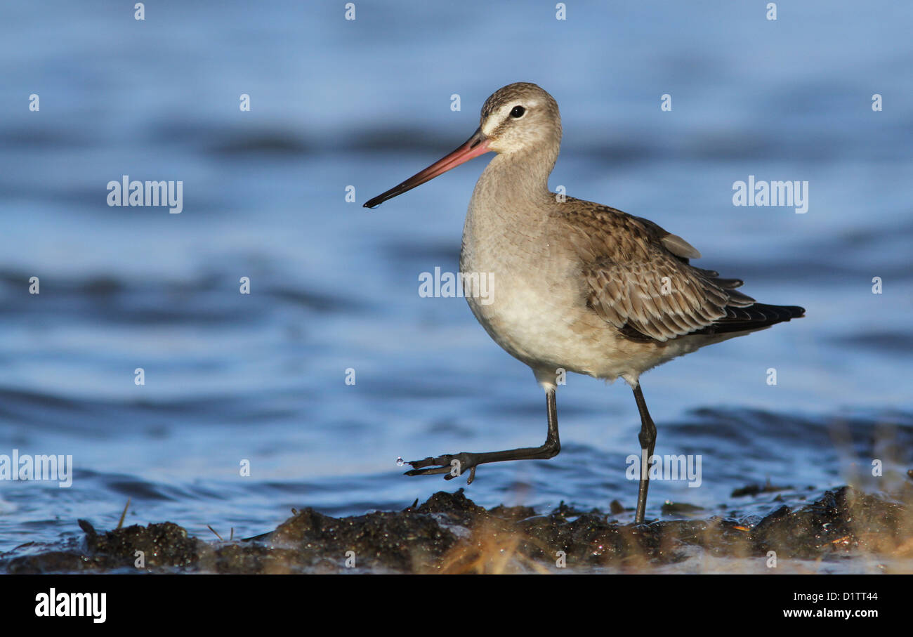 Hudsonian godwit (Limosa haemastica) durante la migrazione di autunno. Foto Stock