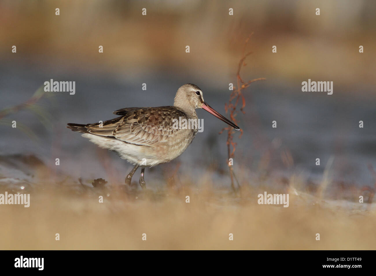 Hudsonian godwit (Limosa haemastica) durante la migrazione di autunno. Foto Stock