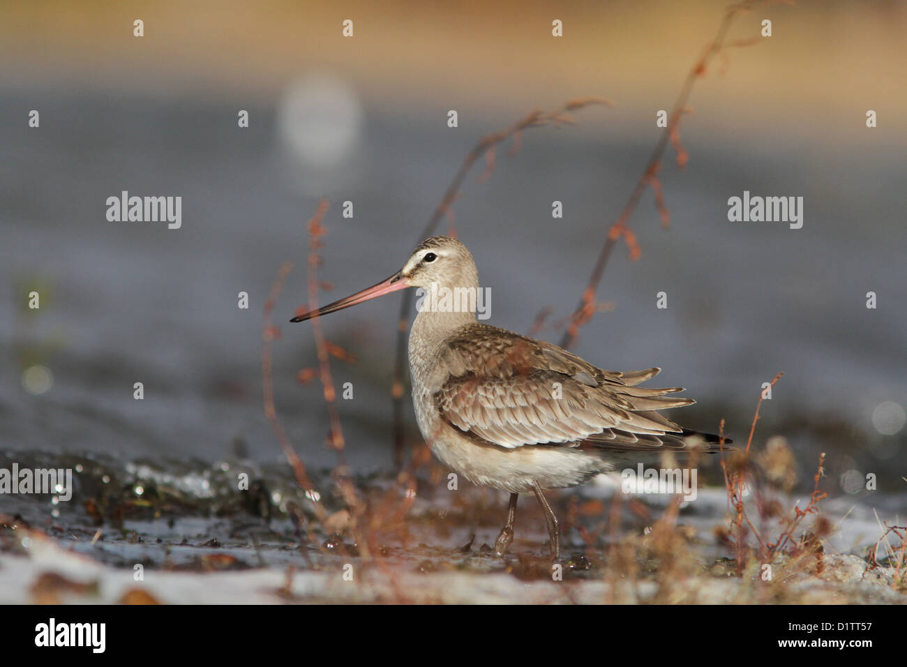 Hudsonian godwit (Limosa haemastica) durante la migrazione di autunno. Foto Stock