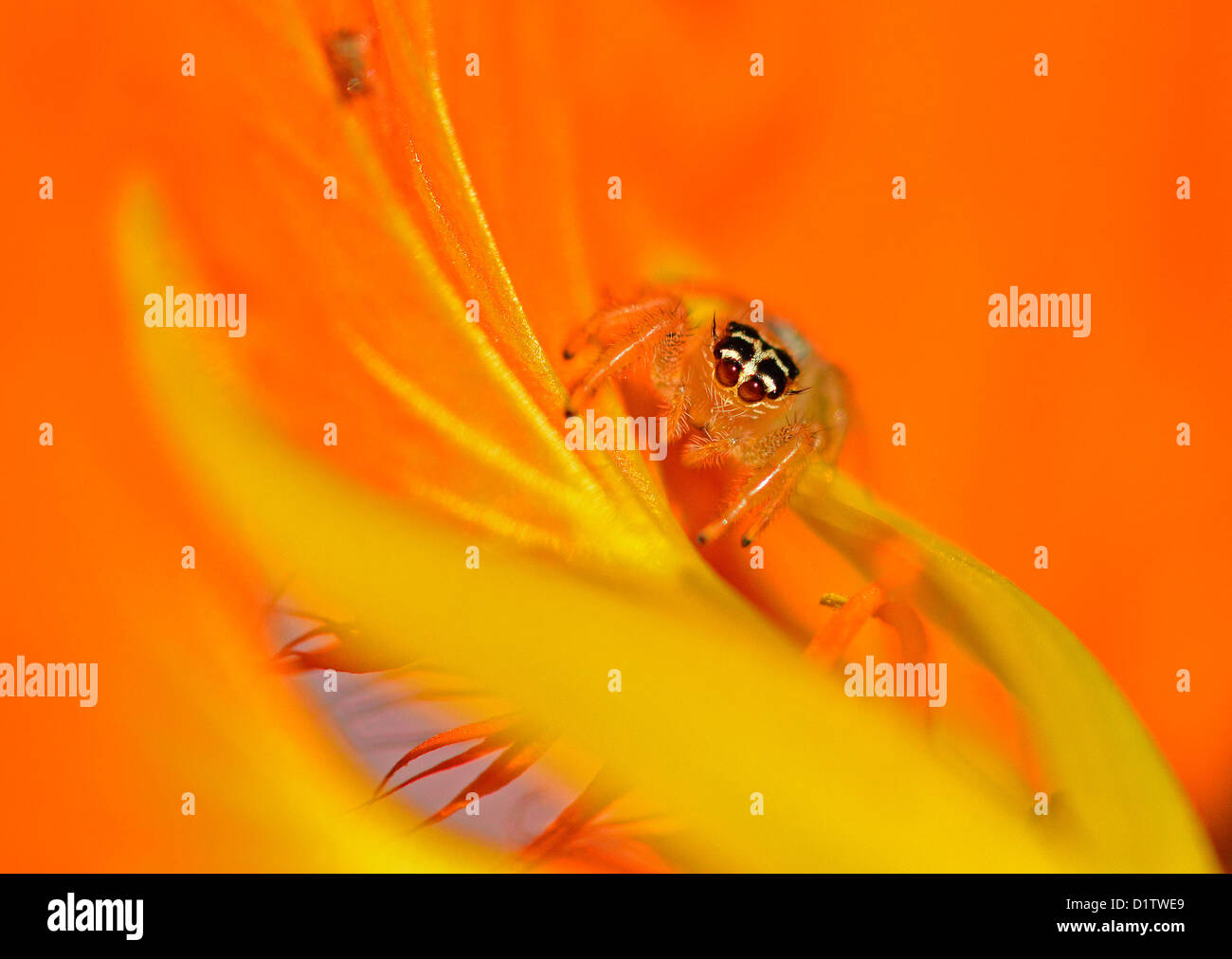 Foto macro sudafricano di fiori e insetti. Orange jumping spider sulla foglia i Nasturzi Foto Stock