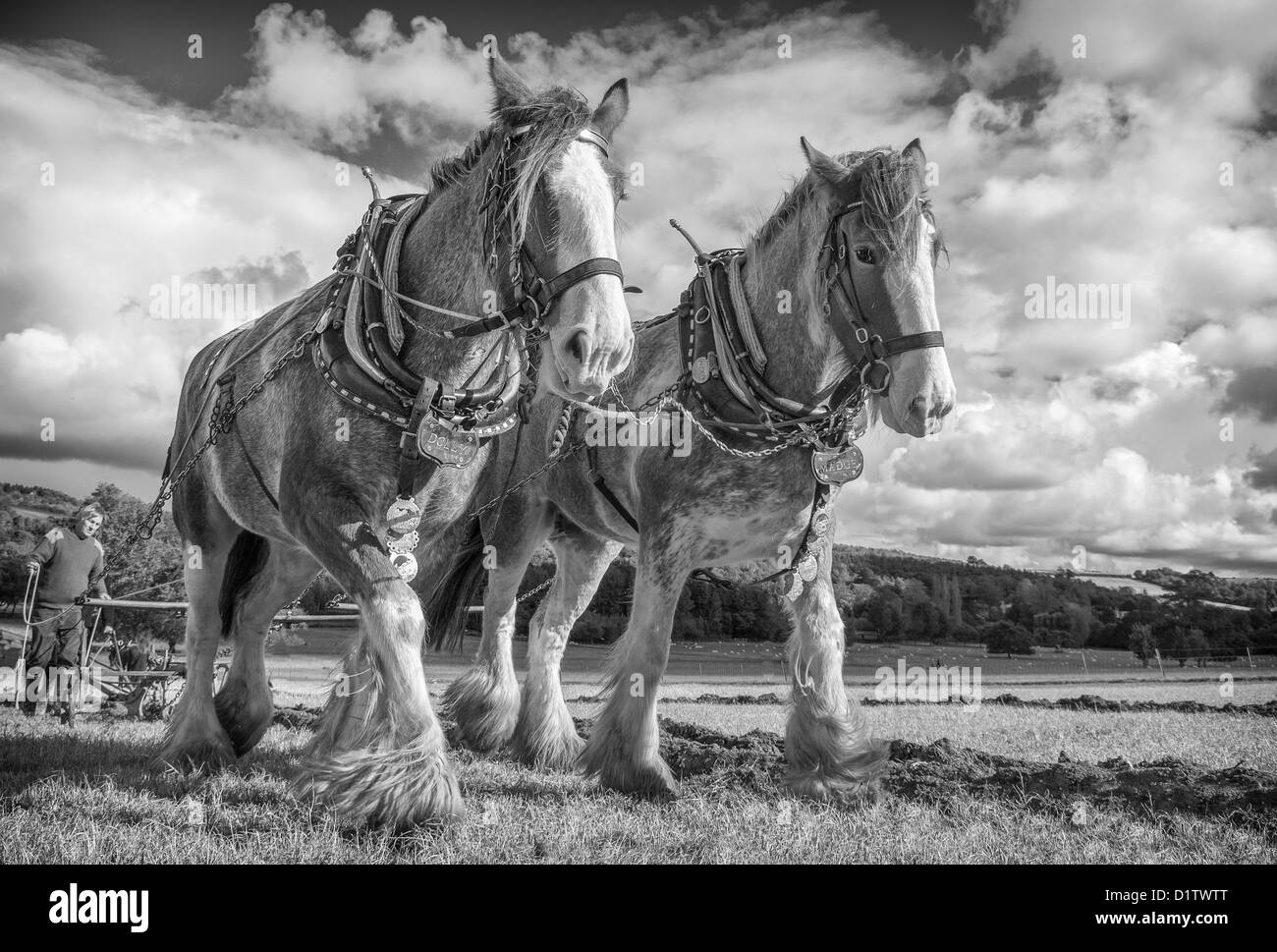 Una coppia di shire cavalli aratura a Singleton Weald and Downland Open Air Museum, West Sussex. Regno Unito Foto Stock