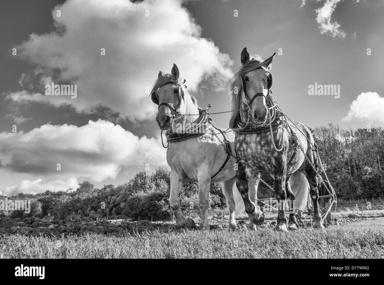 Una coppia di shire cavalli aratura a Singleton Weald and Downland Open Air Museum, West Sussex. Regno Unito Foto Stock