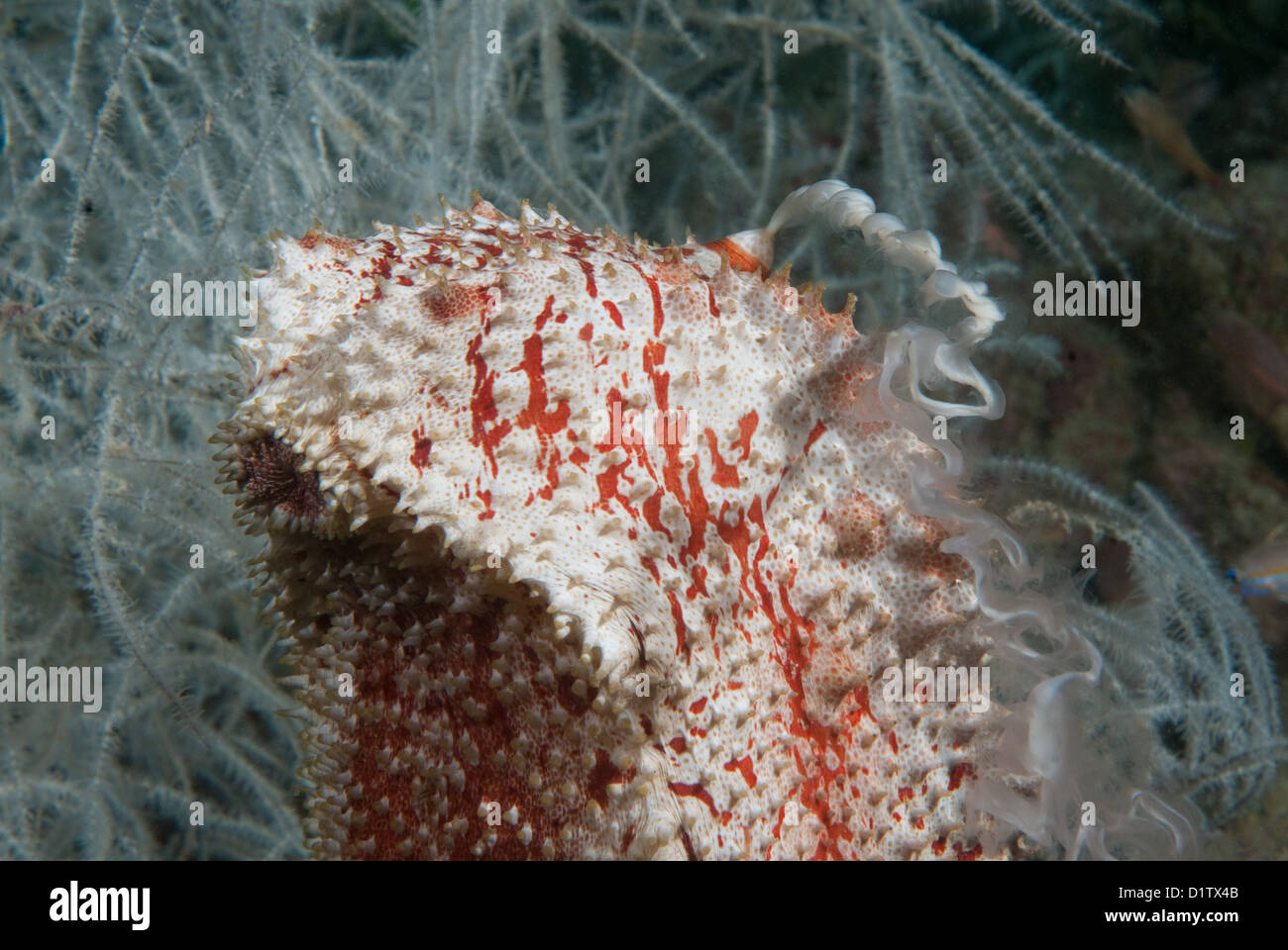 Amberfish cetriolo marittimo (Thelenota anax) la deposizione delle uova, fotografato su una immersione notturna a Kapalai, Sabah, Malaysia Foto Stock