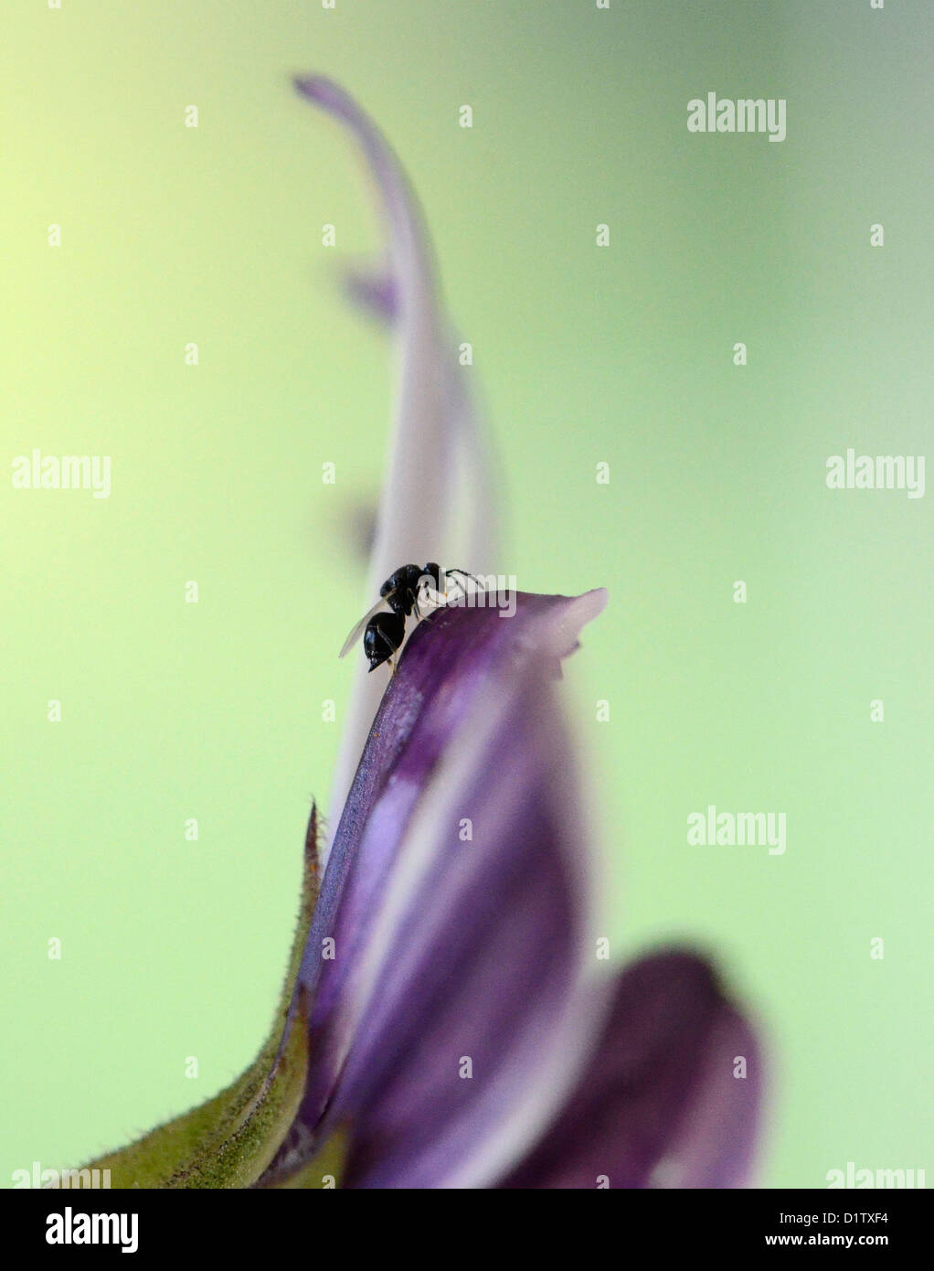 Foto macro sudafricano di fiori e insetti. Teen wasp sul petalo di fiore Foto Stock