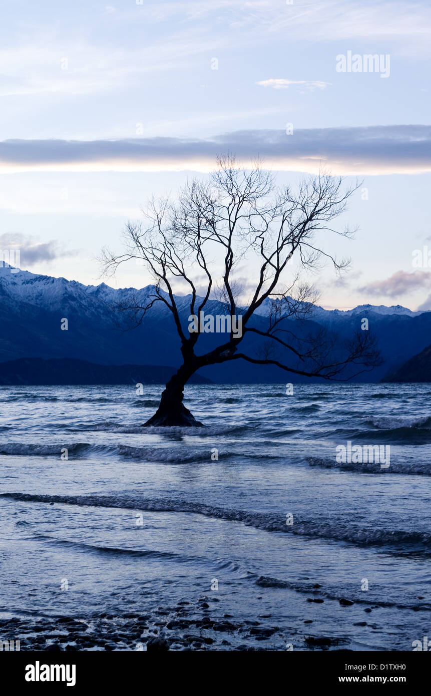 Albero in inverno, Roy's Bay, il lago Wanaka, Nuova Zelanda Foto Stock