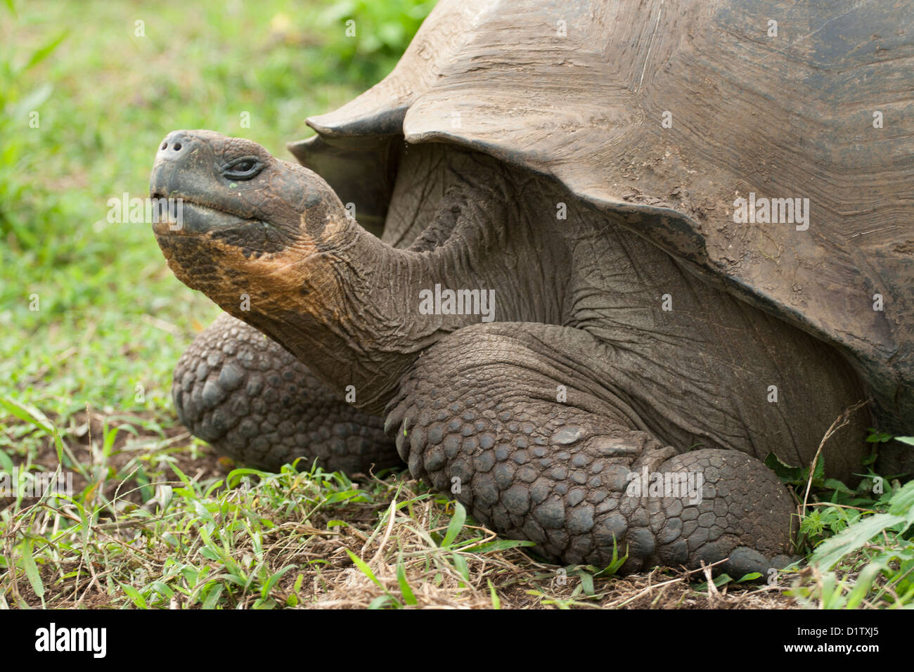 Quarto anteriore gigantesca tartaruga Galapagos Foto Stock
