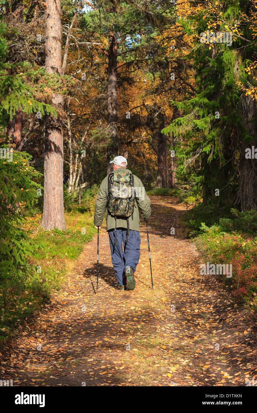 Uomo che cammina sul sentiero forestale con bastoni Foto Stock